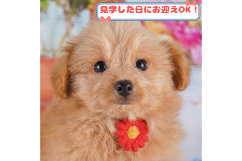 成約済ののポメプー:ポメラニアン×トイプードル-362634